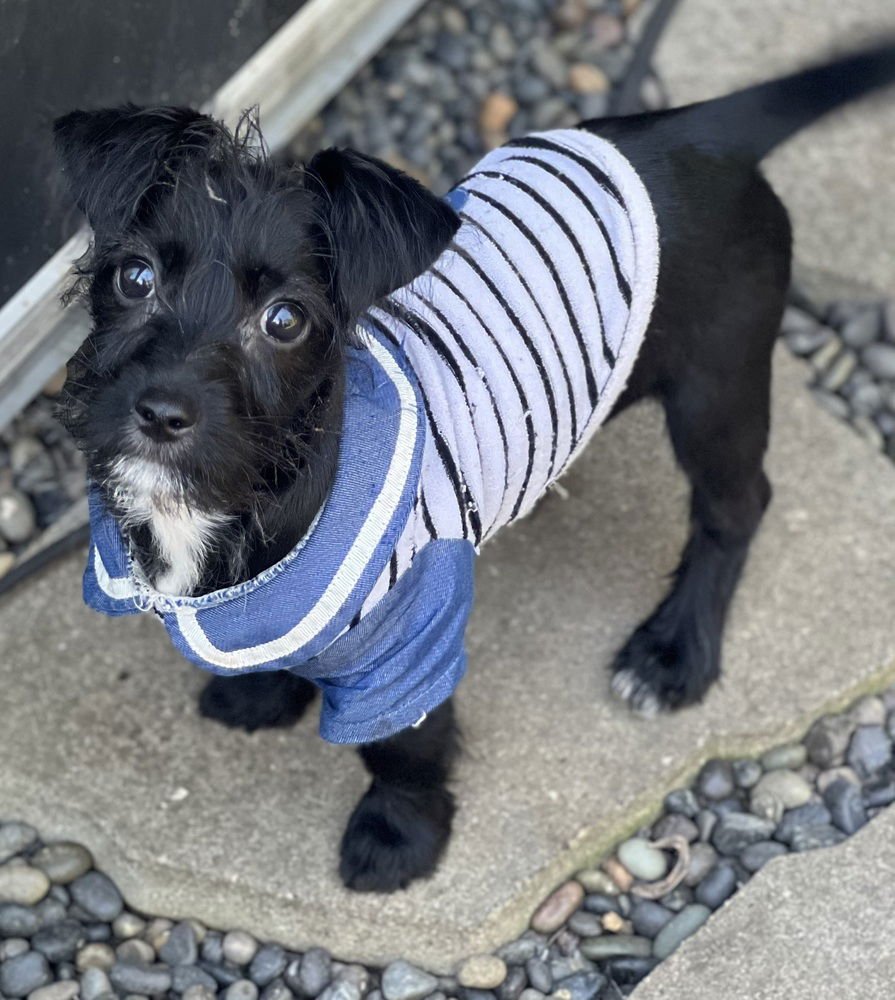 SKEETER - Terrier available for adoption