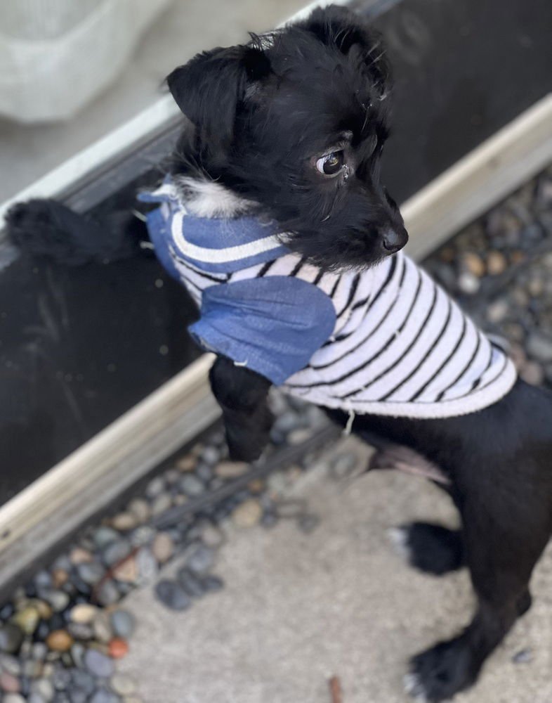 SKEETER - Terrier available for adoption