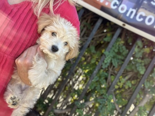 CANNOLI - Maltese / Poodle (Miniature) available for adoption