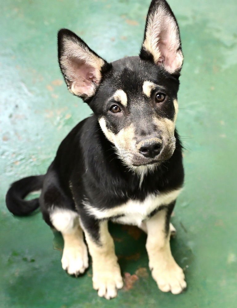 STELLA - Shepherd available for adoption