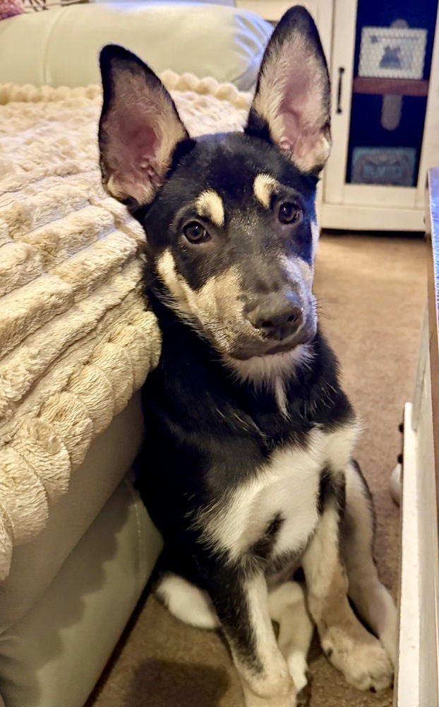 STELLA - Shepherd available for adoption