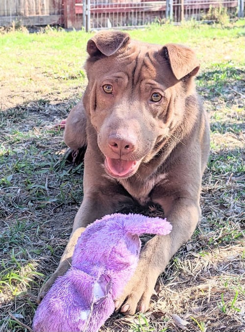 ARCHIE - Shar Pei / Labrador Retriever available for adoption
