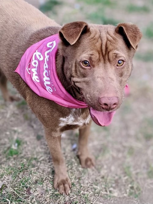 ARCHIE - Shar Pei / Labrador Retriever available for adoption