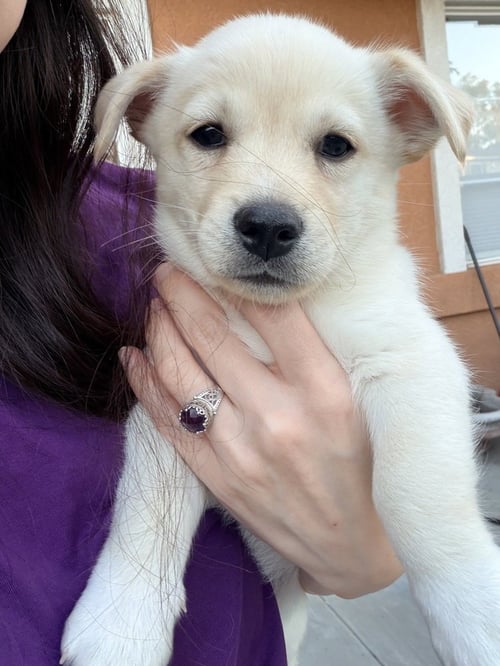 LINCOLN - Corgi / Terrier available for adoption