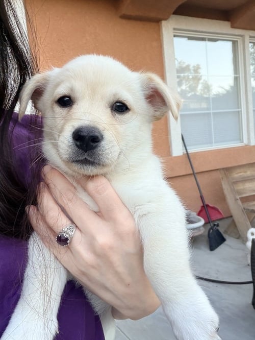 LINCOLN - Corgi / Terrier available for adoption