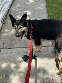 Rex - Photo 3