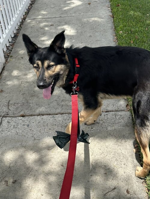 REX - German Shepherd Dog available for adoption