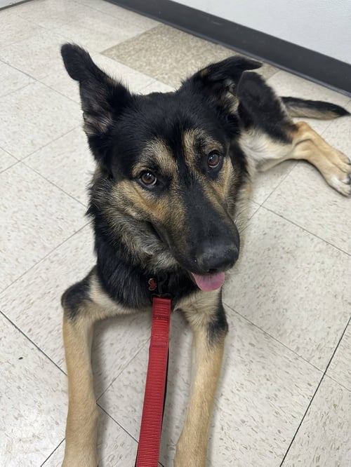 REX - German Shepherd Dog available for adoption