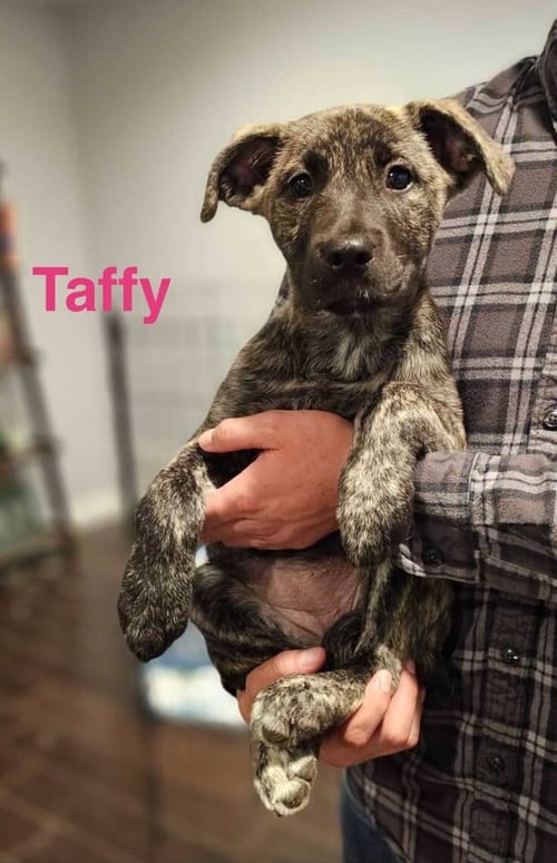 TAFFY - Border Collie / Boxer available for adoption