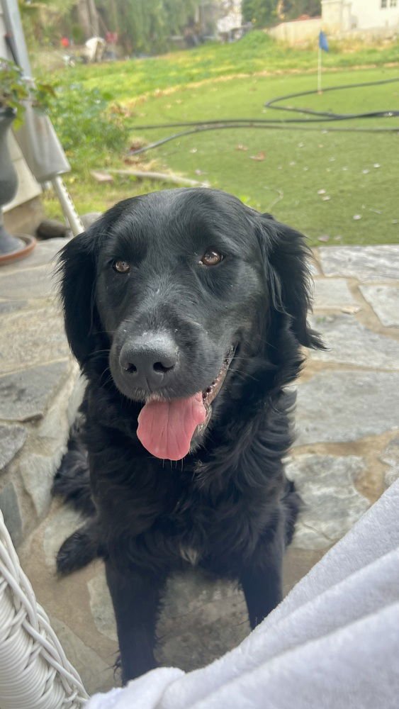 LAILA - Flat-coated Retriever available for adoption