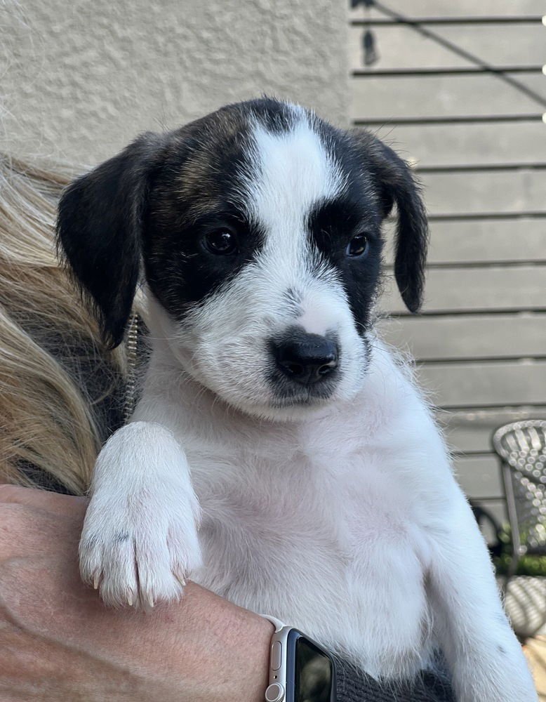 POPPY GIRL - Labrador Retriever available for adoption