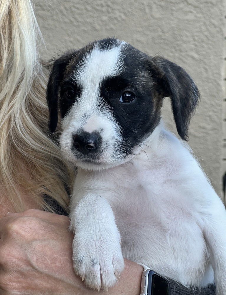 POPPY GIRL - Labrador Retriever available for adoption