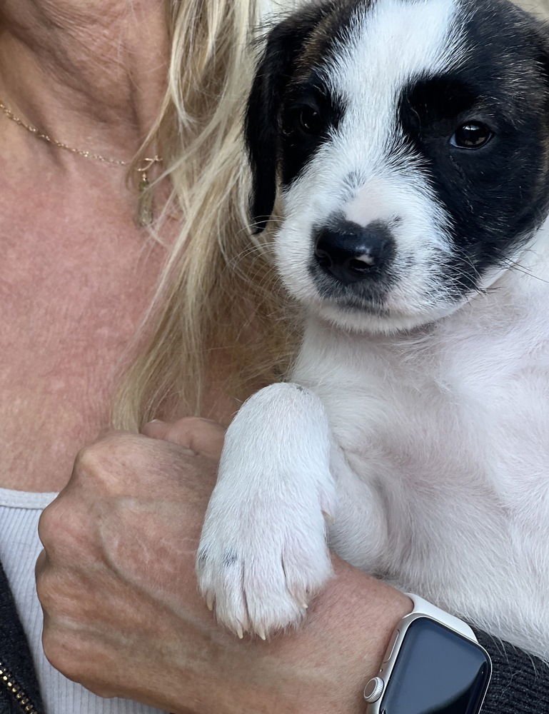 Poppy Girl - Photo 3