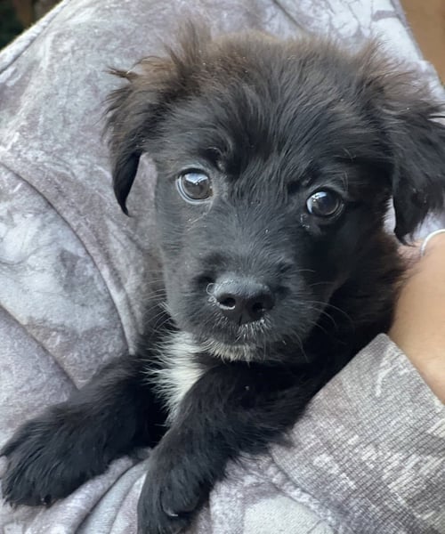 LEO - Spaniel available for adoption