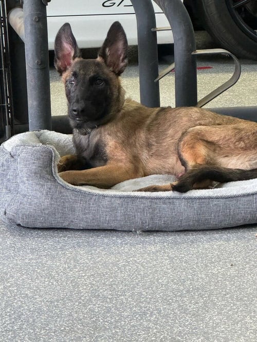 MATEO - Belgian Shepherd Malinois available for adoption