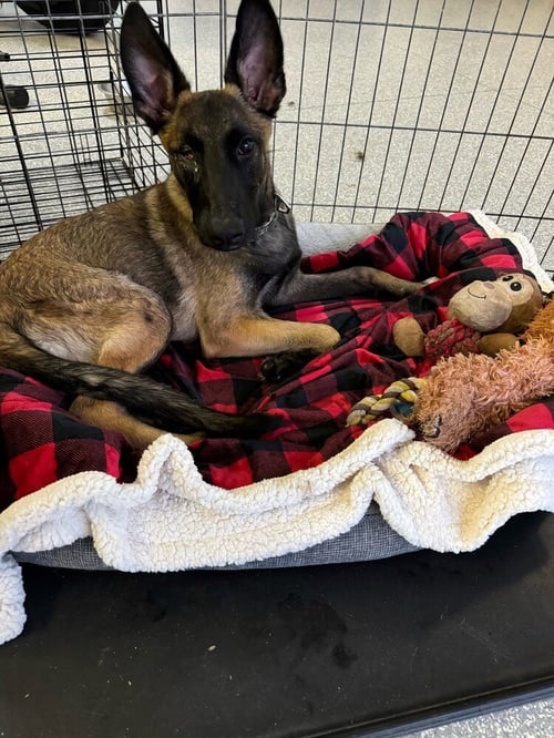 MATEO - Belgian Shepherd Malinois available for adoption