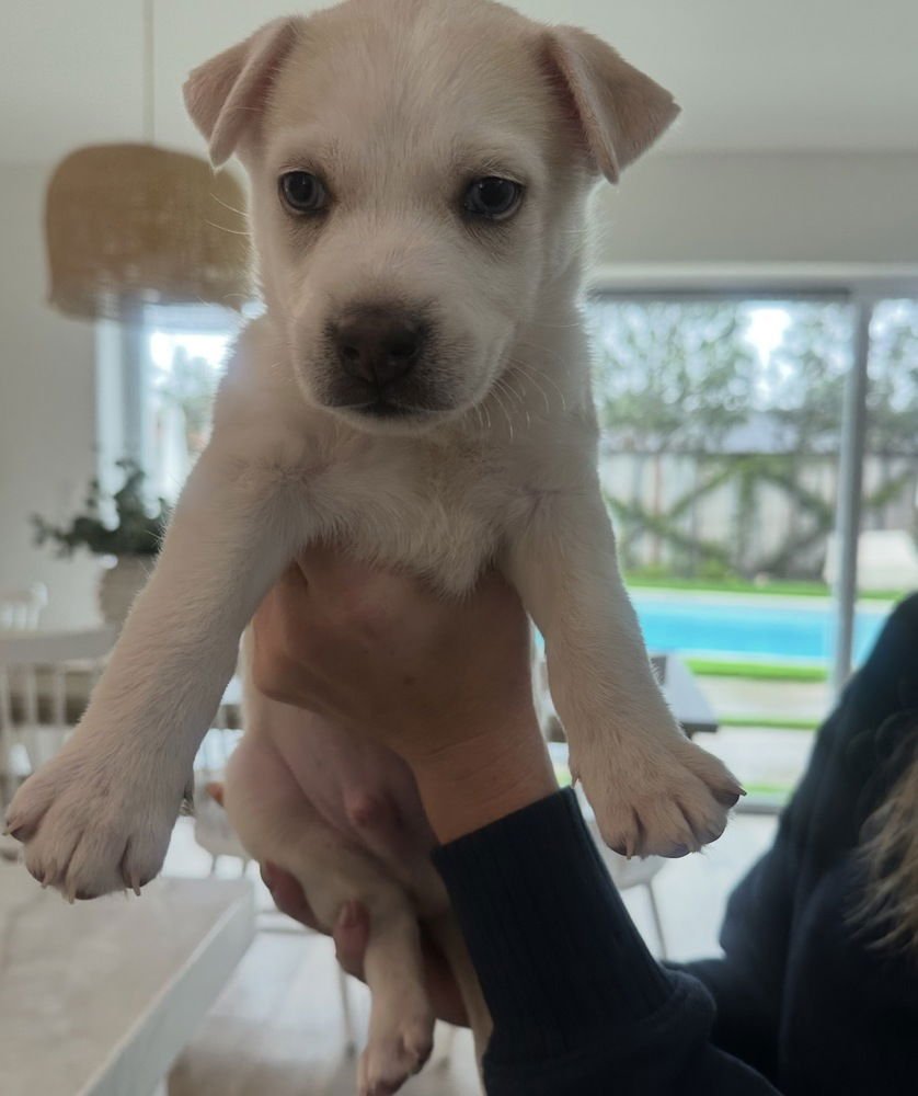 BISCUIT - Labrador Retriever available for adoption