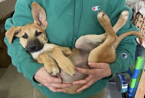 MAPLE - Labrador Retriever / Shepherd available for adoption