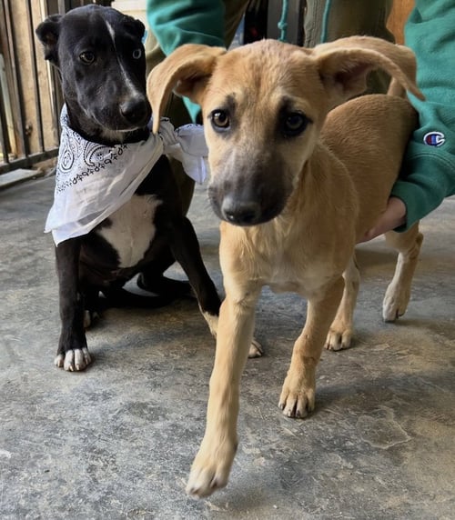 MAPLE - Labrador Retriever / Shepherd available for adoption