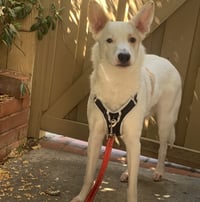 Jasper - Photo 3