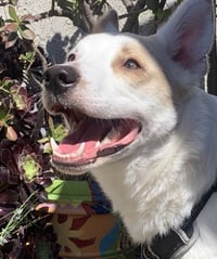 Jasper - Photo 4