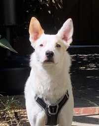 Jasper - Photo 1