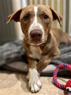 APACHE - Labrador Retriever / American Staffordshire Terrier available for adoption