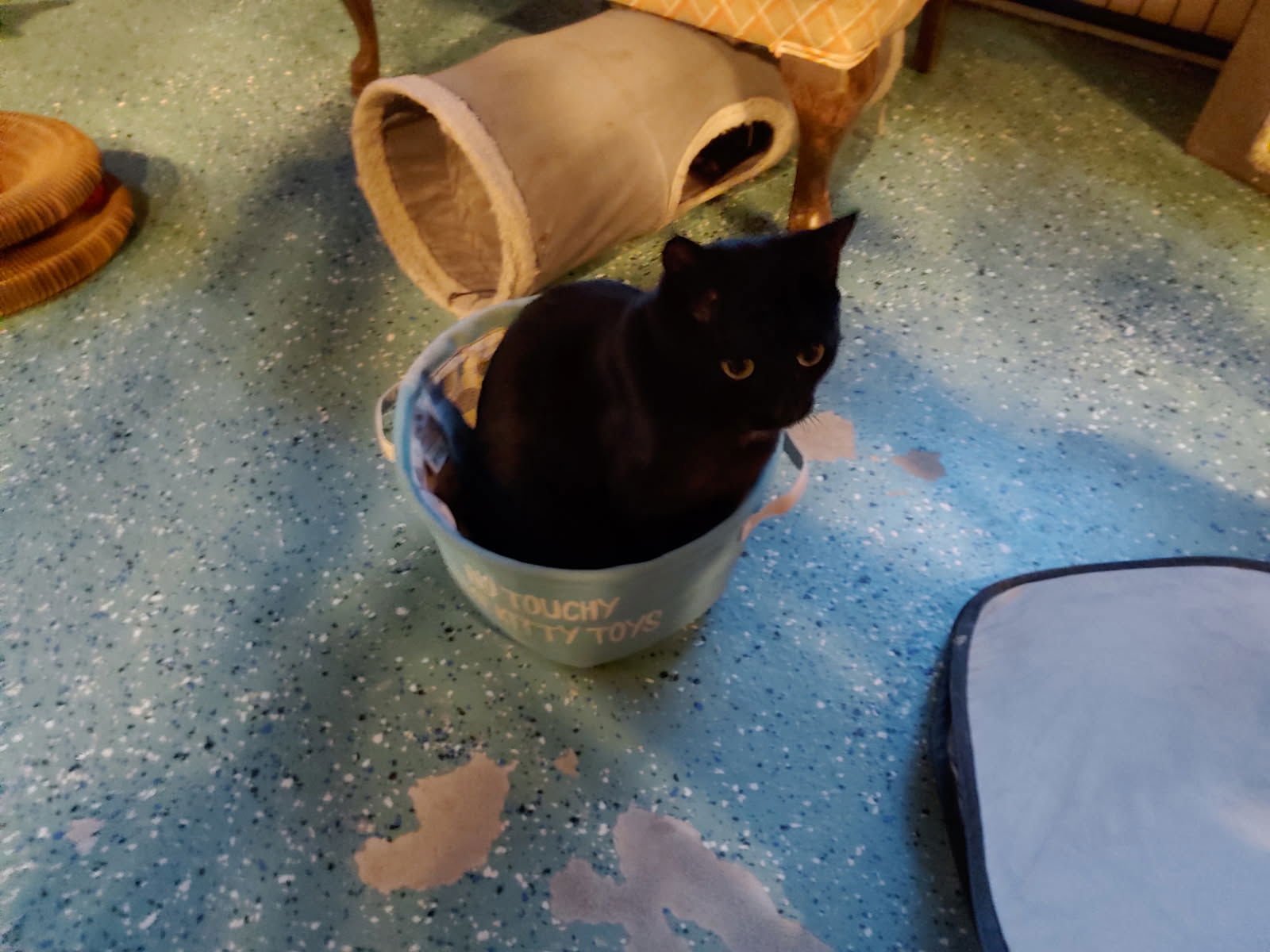 WENDY - Domestic Short Hair available for adoption