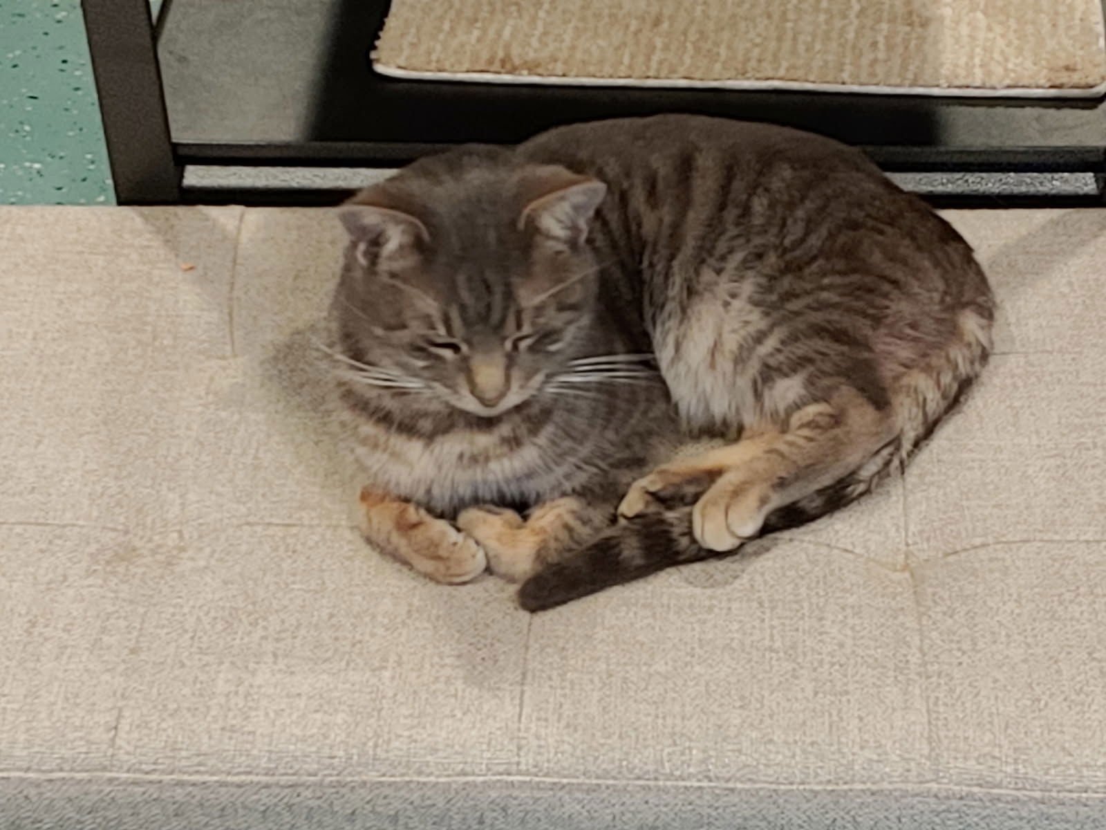 LEO - Domestic Short Hair available for adoption