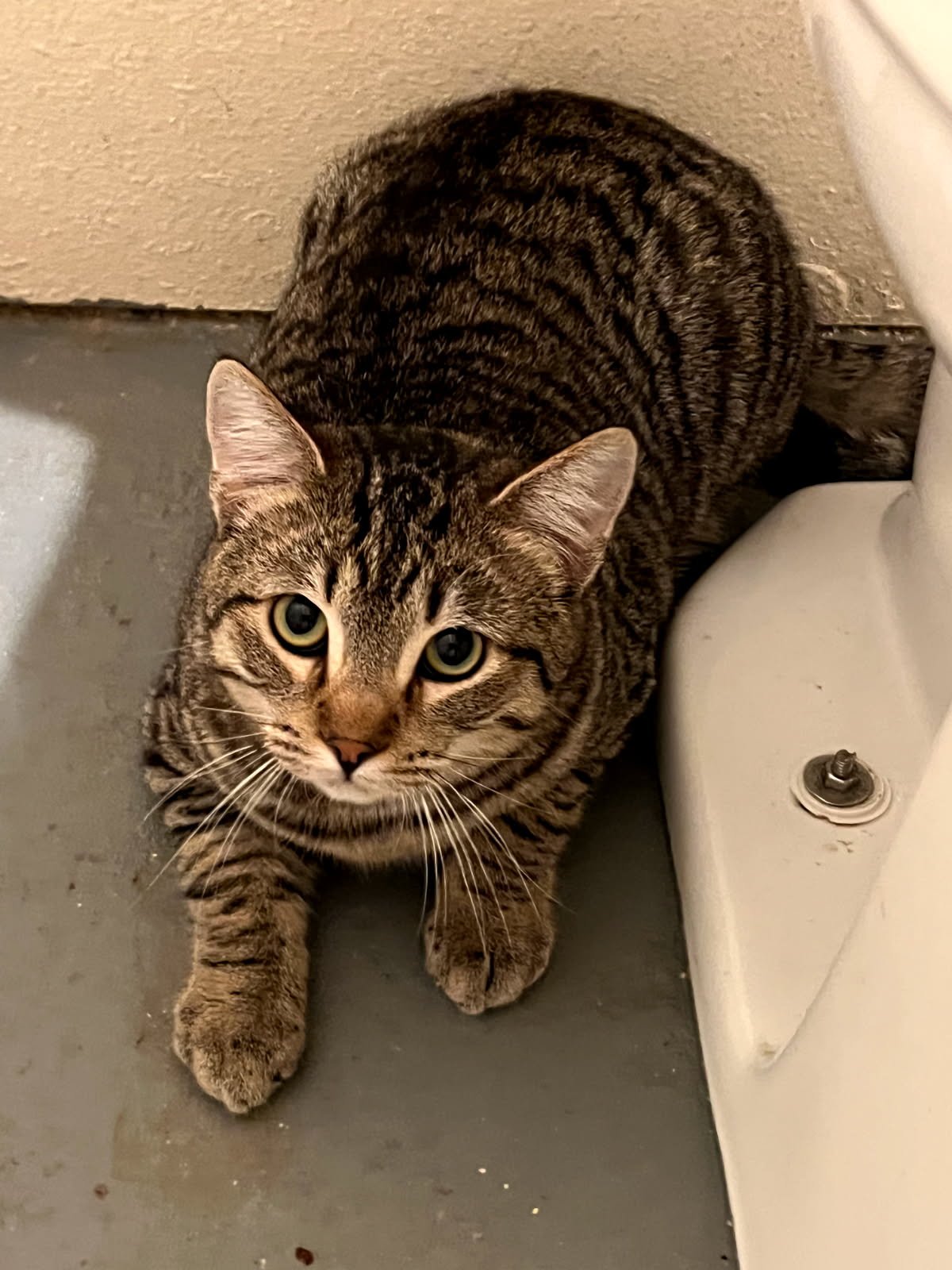 RAVIOLI - Domestic Short Hair available for adoption