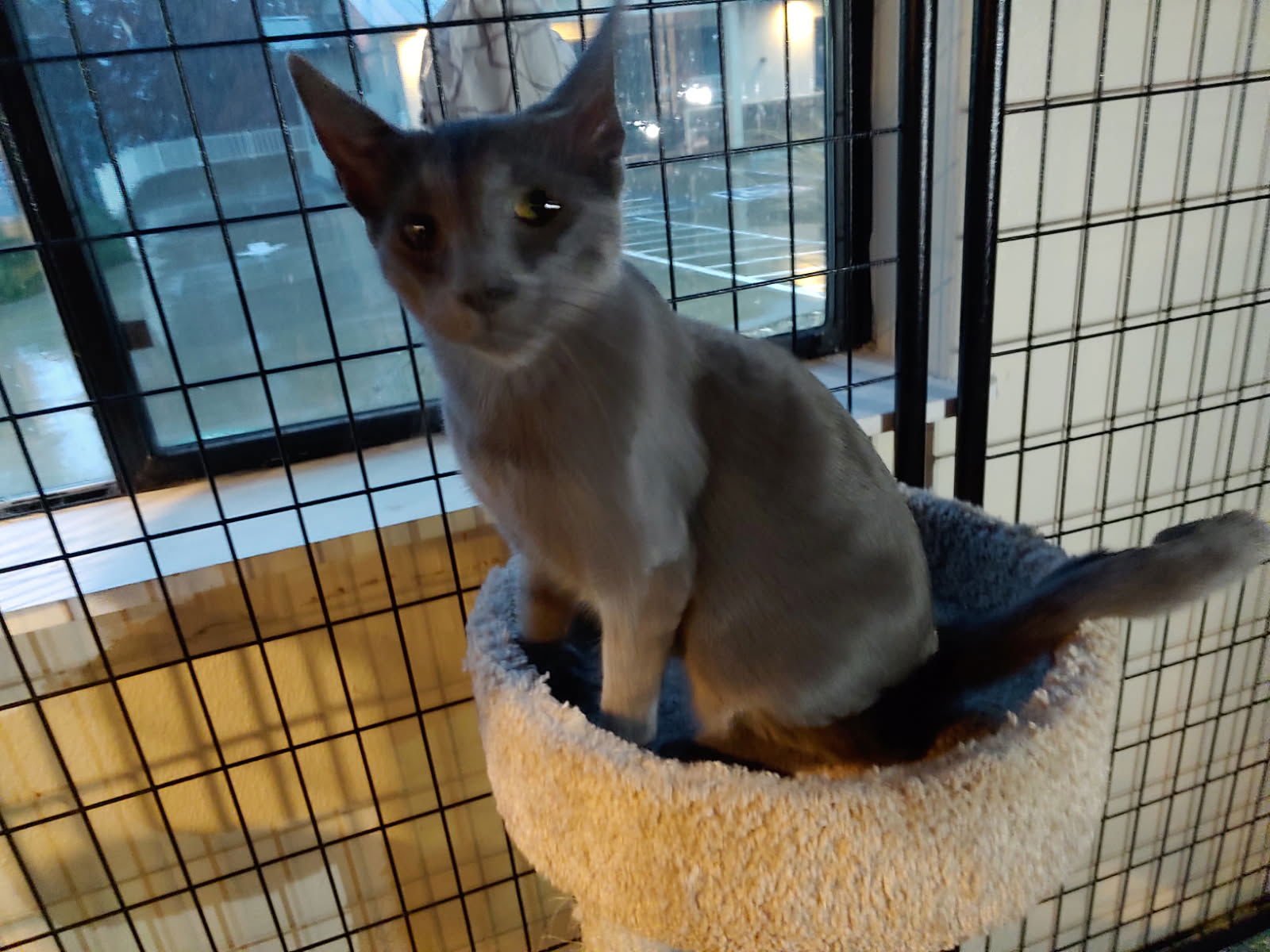 STEVIE - Domestic Short Hair available for adoption