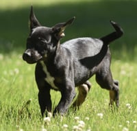 Oliver - Photo 3