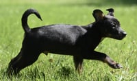 Oliver - Photo 3