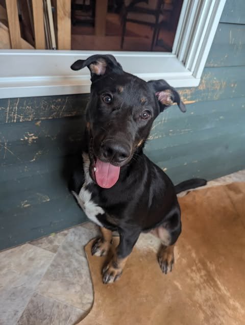OLIVER - German Shepherd Dog / Rottweiler for adoption in Harrisburg