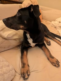 Oliver - Photo 2