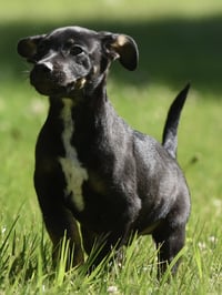 Oliver - Photo 5