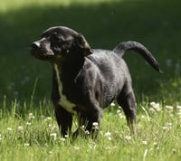 Oliver - Photo 8