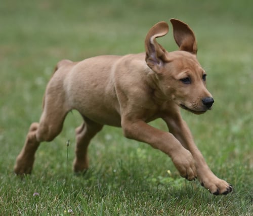 NATALIA - Labrador Retriever / Hound for adoption in Harrisburg