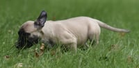 Sawyer - Photo 7