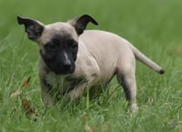 Sawyer - Photo 8