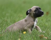 Sawyer - Photo 4