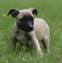 Sawyer - Photo 9