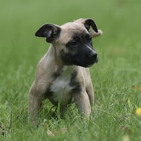 Sawyer - Photo 10