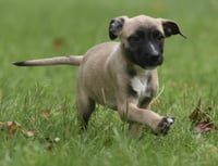 Sawyer - Photo 2