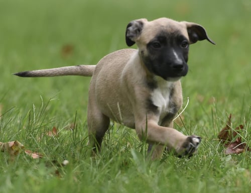 SAWYER - Terrier / Boxer available for adoption