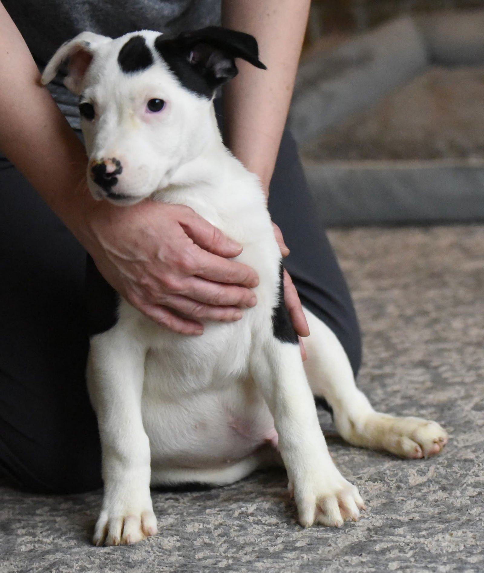 DOMINIC - American Bulldog / Labrador Retriever available for adoption