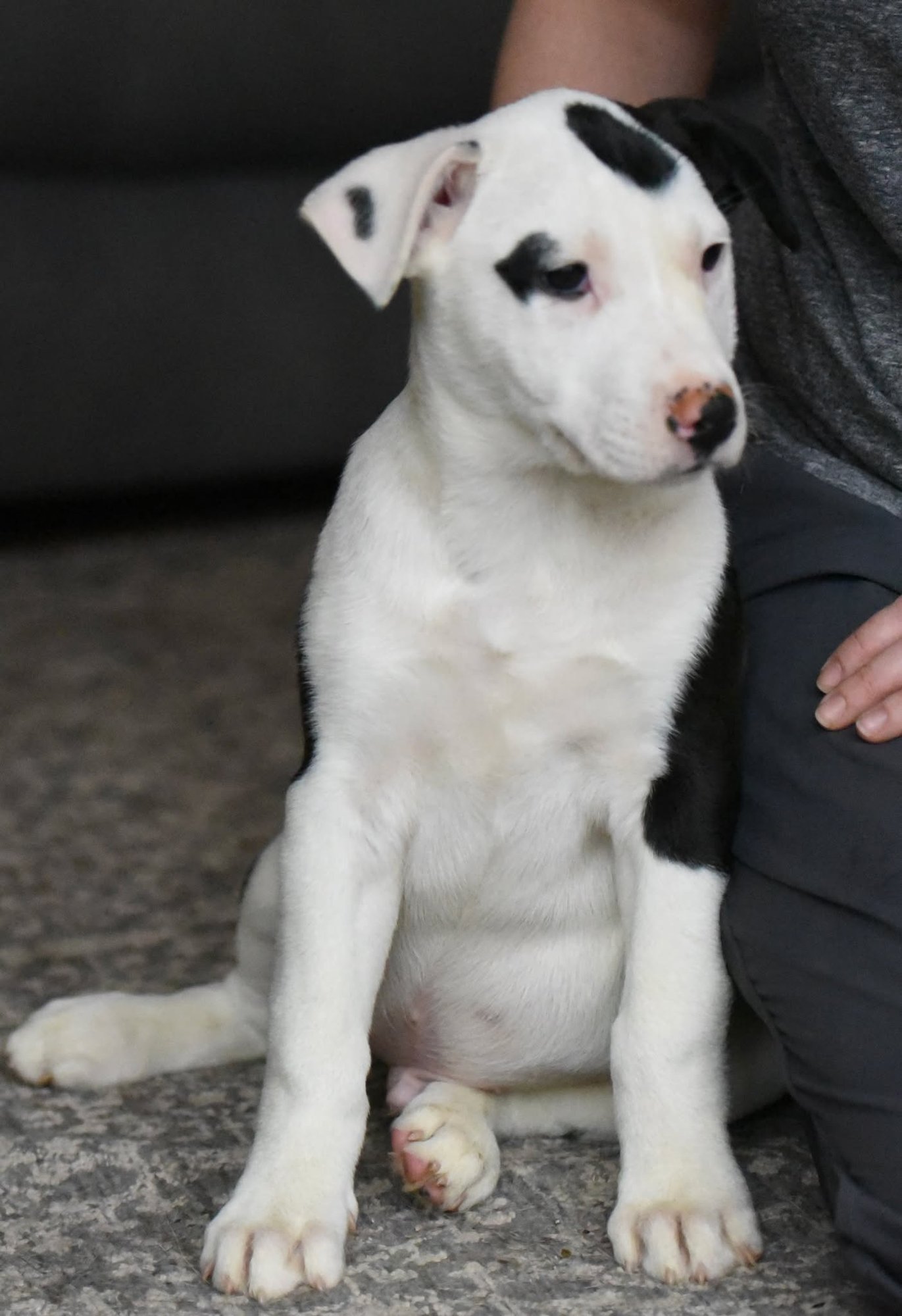 DOMINIC - American Bulldog / Labrador Retriever available for adoption
