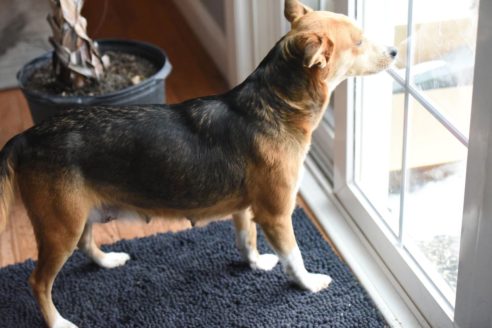 PETUNIA - Beagle / Border Collie available for adoption