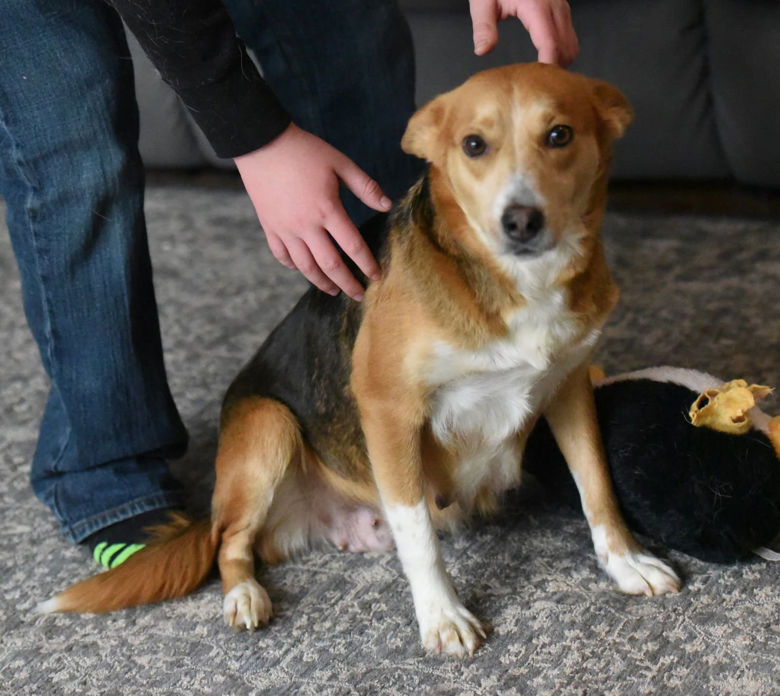 PETUNIA - Beagle / Border Collie available for adoption