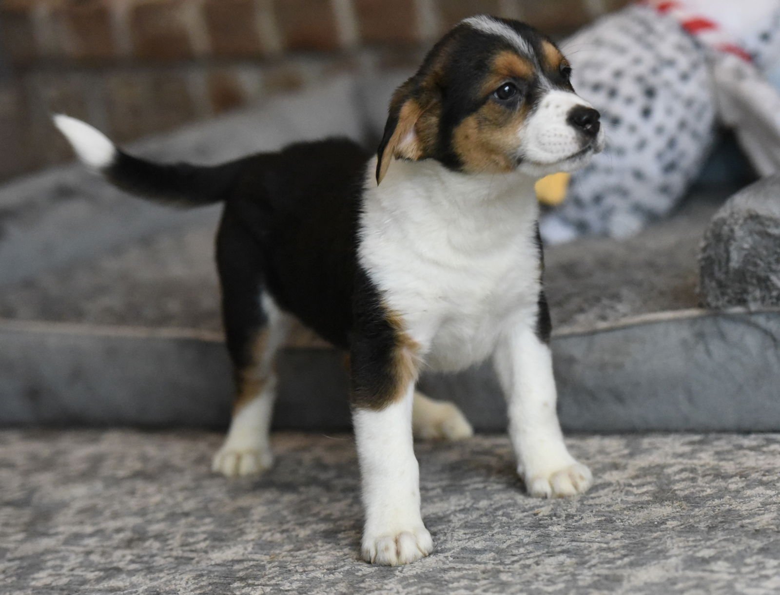 PETRA - Beagle / Border Collie available for adoption